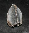 Inch Long Unworn/Unerupted Triceratops Tooth #1275-1
